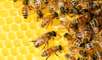 Uwaga hodowcy – zgnilec amerykański pszczół