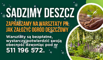 Sadzimy deszcz – jak założyć ogród deszczowy?
